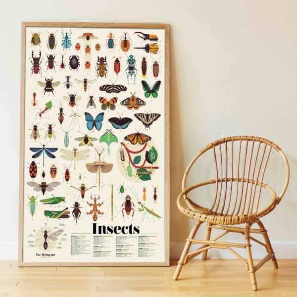 poppik-poster-geant-theme-insecte-encadre